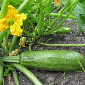 Zucchini Diamant F1 plants - Cucurbita pepo