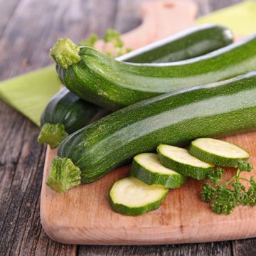 Zucchini Firenze - Cucurbita pepo