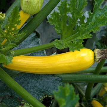 Zucchini Gold Rush F1 - Cucurbita pepo