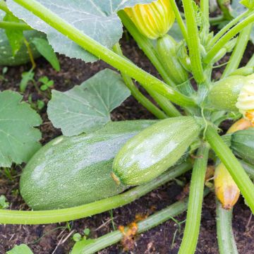 Courgette de Greyzini AB - Ferme de Sainte Marthe