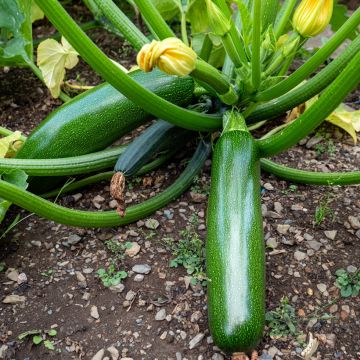 Grafted Zucchini Kimber F1 plants - Cucurbita pepo