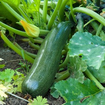 Zucchini Midnight F1 - Cucurbita pepo