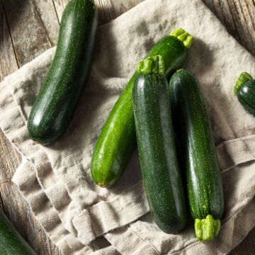 Zucchini Nano Verde di Milano - Cucurbita pepo