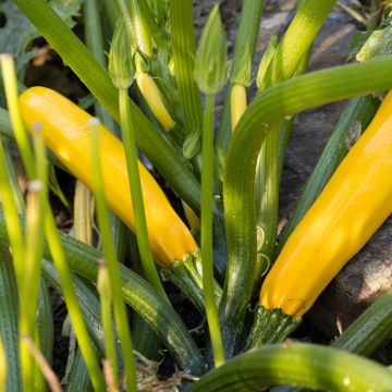 Yellow Courgette Orelia F1 - Vilmorin Seeds