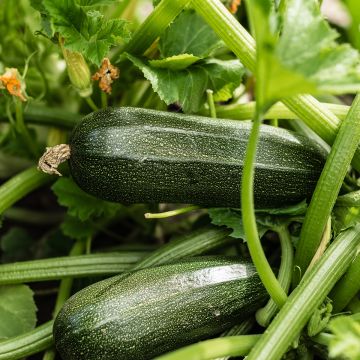 Courgette Diamant F1