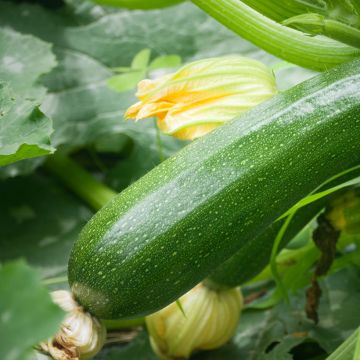 Courgette Verte non coureuse des maraîchers Bio - Cucurbita pepo 