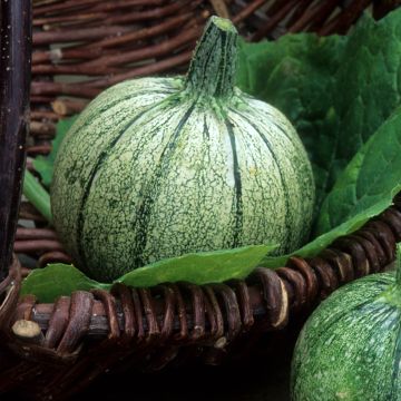 Courgette de Nice à fruit rond AB - Ferme de Sainte Marthe