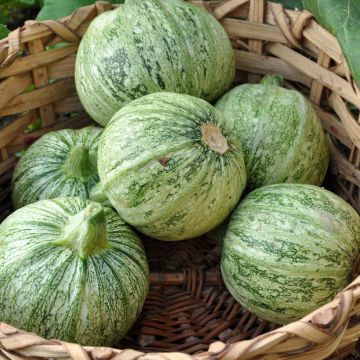 Courge de Nice à fruit rond - Cucurbita pepo