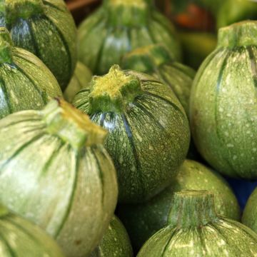 Courgette de Nice à fruit rond - Vilmorin