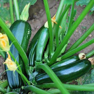 Courgette verte noire maraîchère Bio - Vilmorin