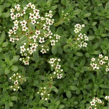 Crassula exilis subsp. sedifolia