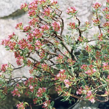 Crassula sarcocaulis