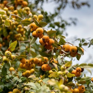 Crataegus mexicana - Manzanilla