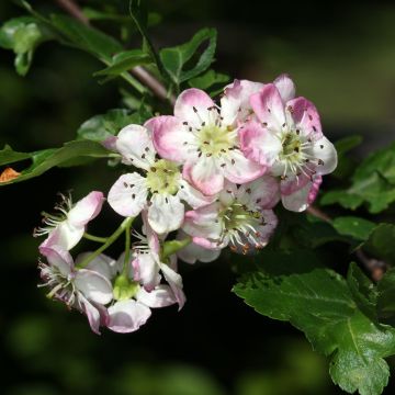 Crataegus monogyna Versicolor