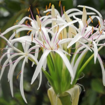 Crinum asiaticum 