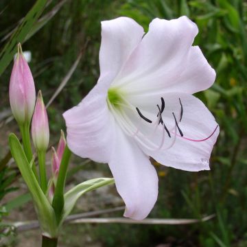 Crinum moorei - Natal lily