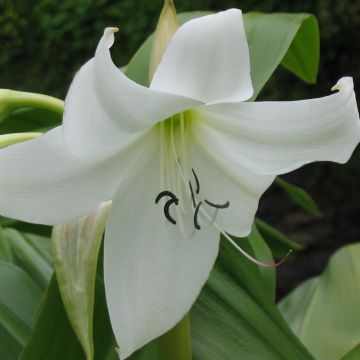 Crinum moorei f. Album