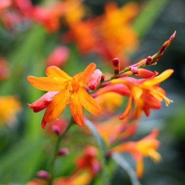 Crocosmia Queen Alexandra - Montbretia