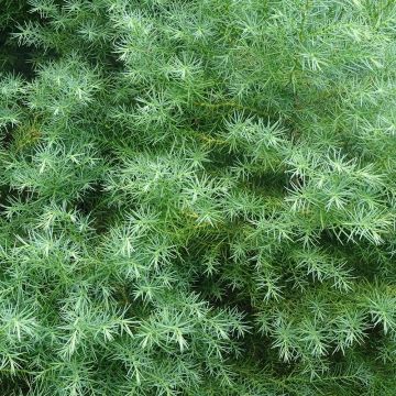 Cryptomeria japonica Elegans - Japanese Cedar