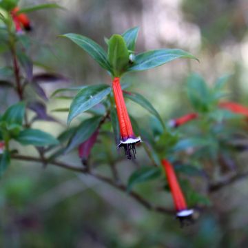 Cuphea ignea Scarlet - Plante cigarette rouge feu