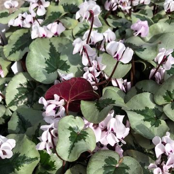 Cyclamen coum Christmas Tree White