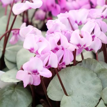 Cyclamen Coum rose