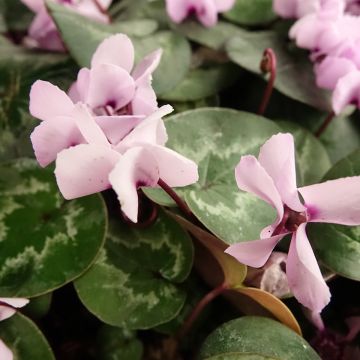 Pink-flowered Cyclamen coum with marbled foliage - Eastern sowbread