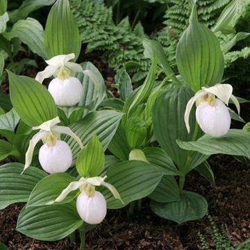 Cypripedium Sabine Pastel - Lady Slipper Orchid