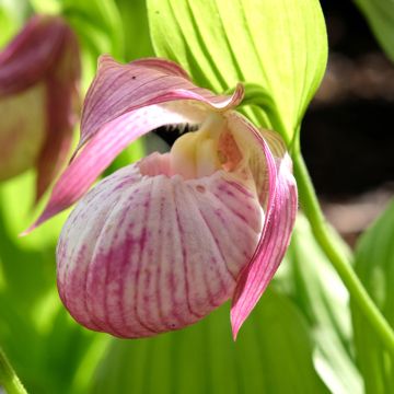 Cypripedium Sabine - Lady Slipper Orchid