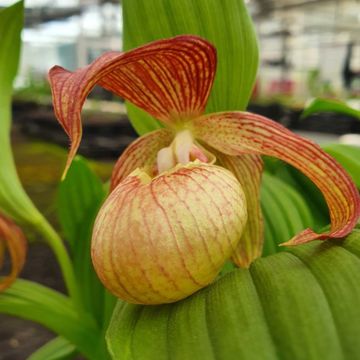 Cypripedium Tania Pinkepank - Lady Slipper Orchid