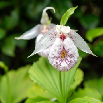 Cypripedium formosanum - Sabot de Vénus blanc moucheté de rose