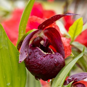 Cypripedium tibeticum