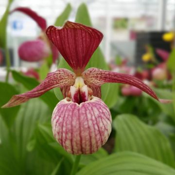 Cypripedium x ventricosum Red - Lady Slipper Orchid