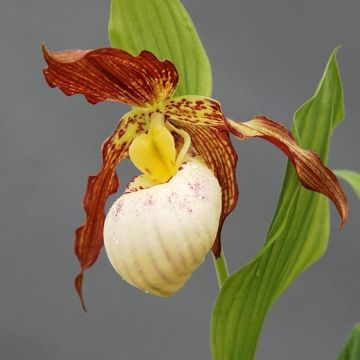 Cypripedium Gabriela - Lady Slipper Orchid