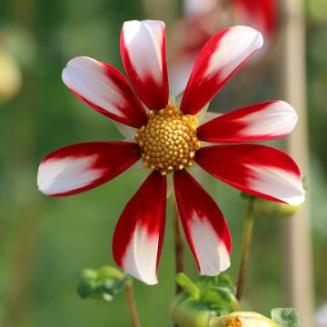 Dahlia Windmill