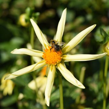 Dahlia Honka jaune