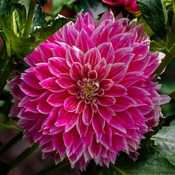 Dahlia Temple of Beauty