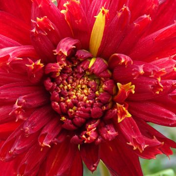 Dahlia Jive