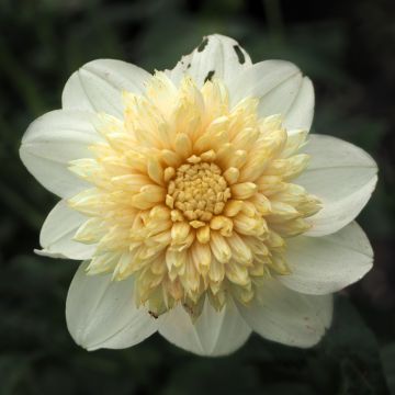 Dahlia Platinum Blonde