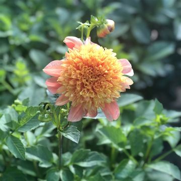 Dahlia Sword Dance