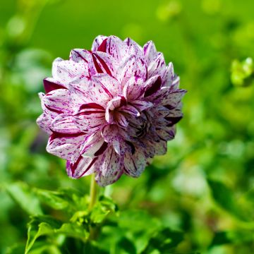 Dahlia Marble Ball