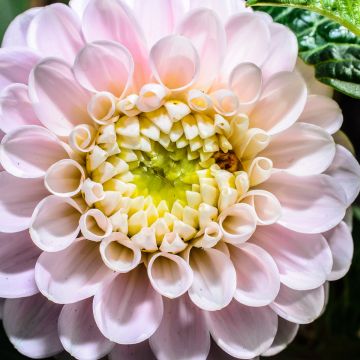 Dahlia Pink Pearl