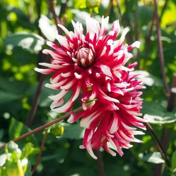 Dahlia Friguolet