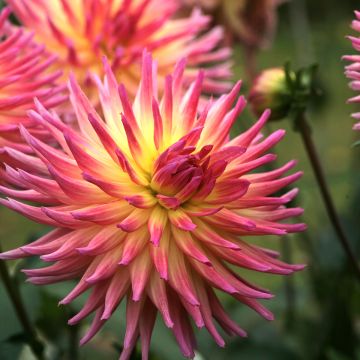 Dahlia cactus Karma Sangria