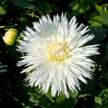 Dahlia Ice Crystal