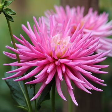 Dahlia Cactus Park Princess