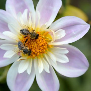 Dahlia Collerette Teesbrook Audrey