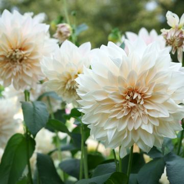 Dahlia Café au Lait