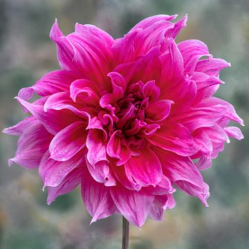 Dahlia Emory Paul