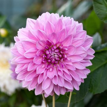 Dahlia géant Lavender Perfection